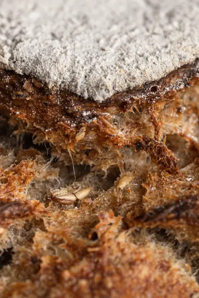 Gros plan sur la croûte d'un pain à la bière où l'on voit apparaître des morceaux de drêches.